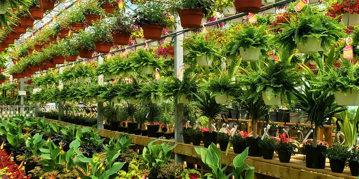 Home page greenhouse